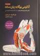 آناتومی یوگا به زبان ساده: کتاب راهنما برای انجام وضعیت ها، حرکات و تکنیک های تنفسی