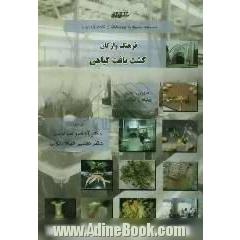 فرهنگ واژگان کشت بافت گیاهی
