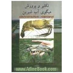 تکثیر و پرورش میگوی آب شیرین