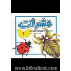 حشرات