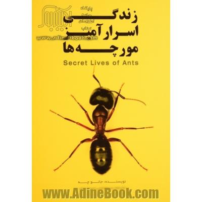 زندگی اسرارآمیز مورچه ها