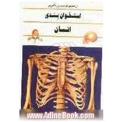 استخوان بندی انسان